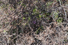 Romulea kamisensis
