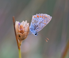 Aricia agestis