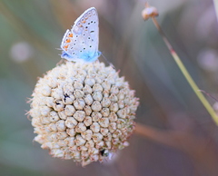 Allium sphaerocephalon