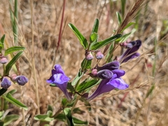 Scutellaria angustifolia