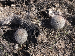 Mammillaria barbata