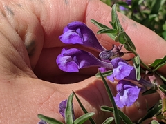 Scutellaria angustifolia