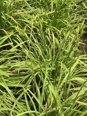 Hemerocallis citrina
