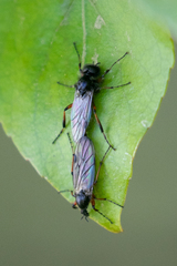 Bibio xanthopus