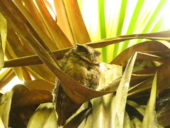 Otus lempiji