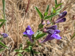 Scutellaria angustifolia