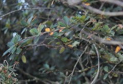 Berberis ilicifolia