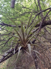 Tillandsia prodigiosa