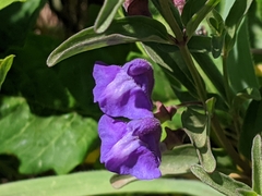 Scutellaria angustifolia