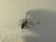 Gnaphalodes trachyderoides