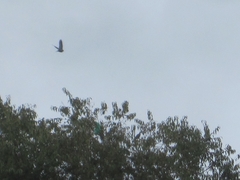 Patagioenas fasciata