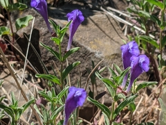 Scutellaria angustifolia