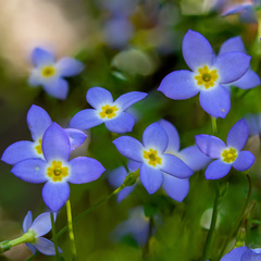 Houstonia caerulea