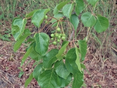 Commiphora mossambicensis