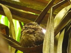 Otus lempiji