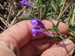 Scutellaria angustifolia