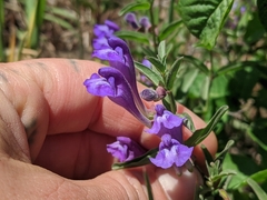 Scutellaria angustifolia