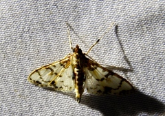 Azochis rufidiscalis