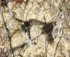 Bombylius albicapillus