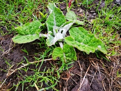 Arctium tomentosum