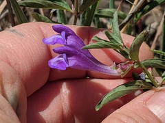 Scutellaria angustifolia