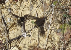 Bombylius albicapillus