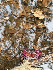 Austrothelphusa transversa