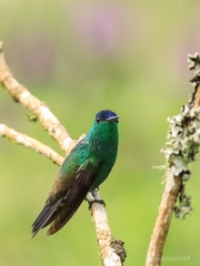 Saucerottia cyanifrons