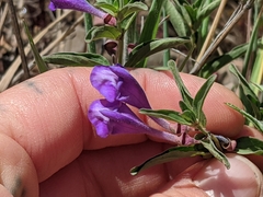 Scutellaria angustifolia