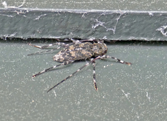 Graphisurus fasciatus