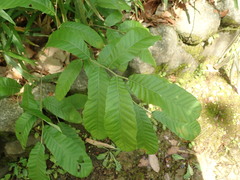 Quercus acutissima