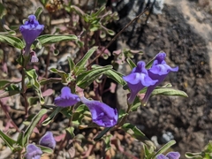 Scutellaria angustifolia