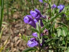 Scutellaria angustifolia