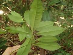 Photinia glabra