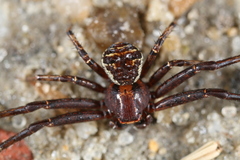 Xysticus fraternus