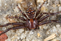 Xysticus fraternus