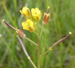 Rorippa nudiuscula