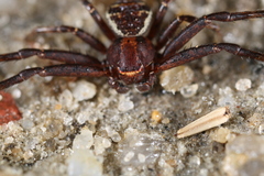 Xysticus fraternus