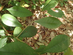Photinia glabra