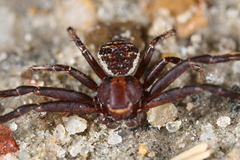 Xysticus fraternus