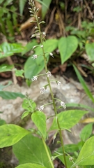 Lysimachia decurrens