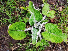 Arctium tomentosum