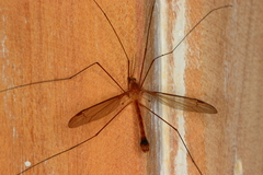 Microtipula