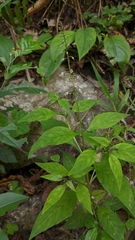 Lysimachia decurrens