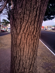 Tabebuia rosea