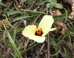 Hibiscus microcarpus