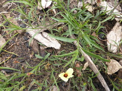 Hibiscus microcarpus
