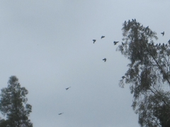 Patagioenas