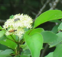 Trigonarthris atrata