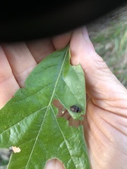 Brachys ovatus